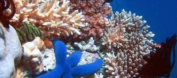 Риф - Sputnik Абхазия