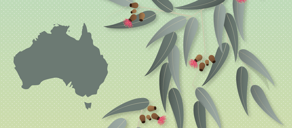 Интересные факты  об эвкалипте Интересные факты  об эвкалипте - Sputnik Абхазия