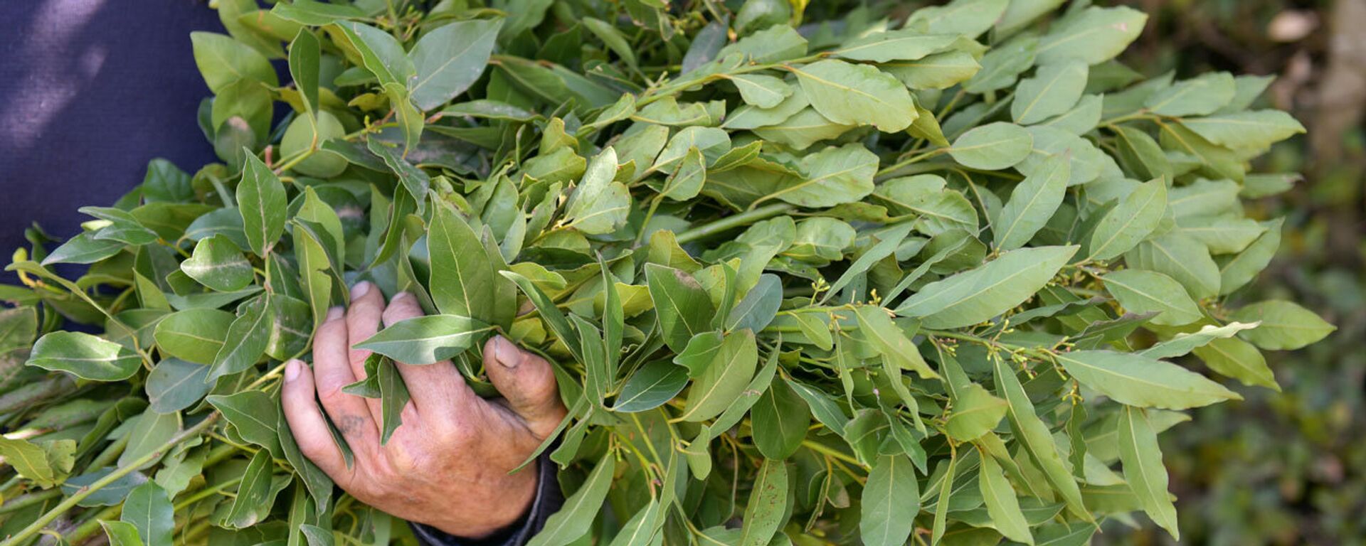 Сбор лаврового листа - Sputnik Абхазия, 1920, 04.05.2018