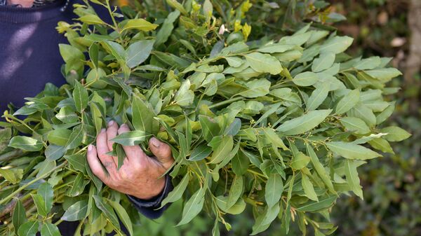 Сбор лаврового листа Сбор лаврового листа - Sputnik Абхазия