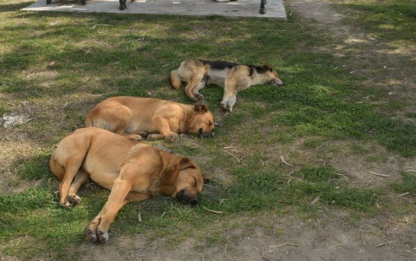 Бродячие собаки - Sputnik Абхазия