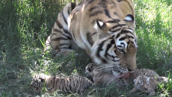 Тигрица Василиса и ее котята в парке Тайган - Sputnik Абхазия