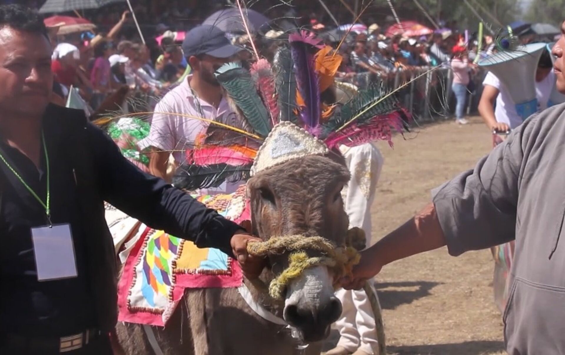Гонки на ослах и конкурс костюмов - как прошел ослиный фестиваль в Мексике.