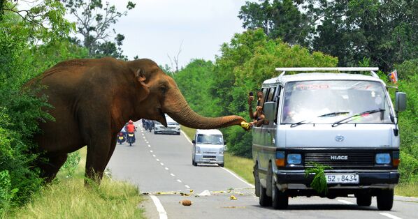 Проезжающие на автомобиле угощают слона бананами на дороге в Шри-Ланке - Sputnik Абхазия