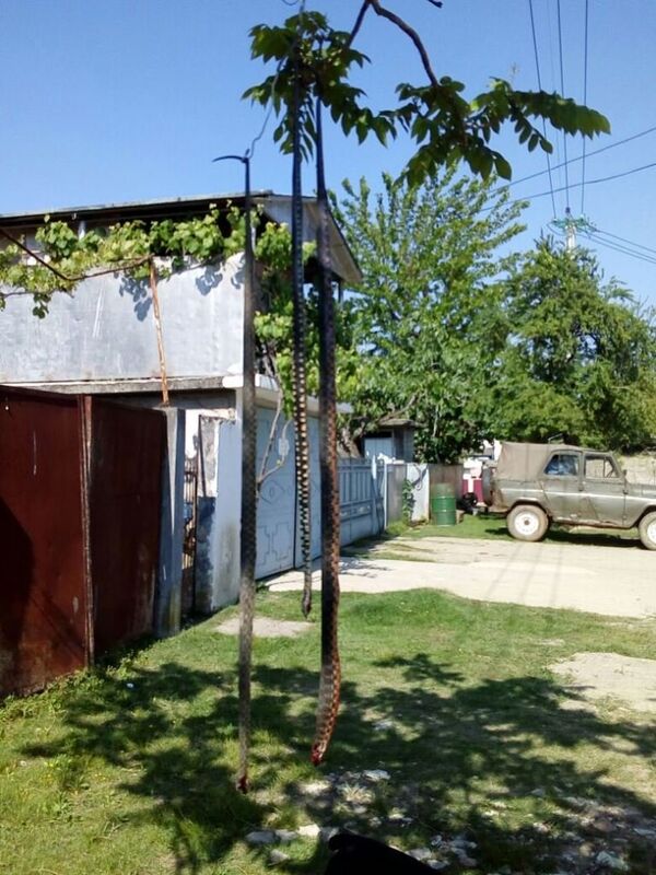 Змеи Змеи - Sputnik Абхазия