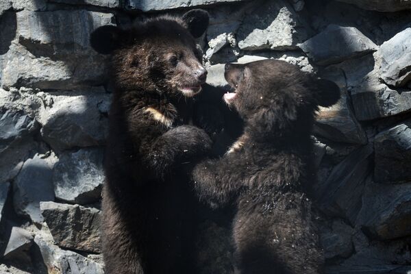 Гималайские медвежата в вольере Новосибирского зоопарка - Sputnik Абхазия