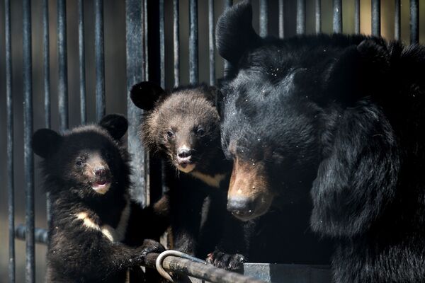 Гималайские медвежата и медведица Челси в вольере Новосибирского зоопарка - Sputnik Абхазия