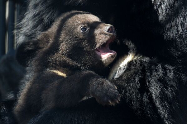 Гималайский медвежонок в вольере Новосибирского зоопарка - Sputnik Абхазия