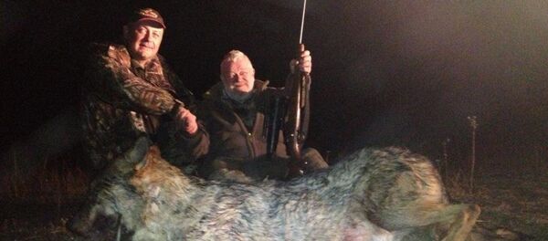 Убитый волк - Sputnik Абхазия