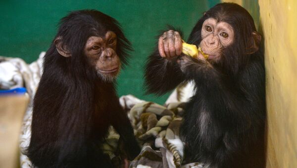 Детеныши шимпанзе - Sputnik Абхазия
