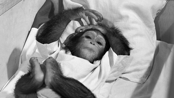 Детеныш шимпанзе - Sputnik Абхазия