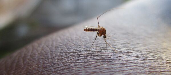 Комар Комар - Sputnik Абхазия