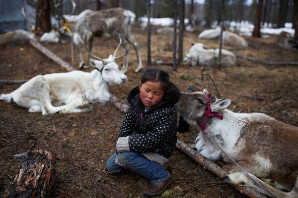 Шестилетняя монгольская девочка сидит среди оленей в лесу недалеко от деревни Цагааннуур, Монголия - Sputnik Абхазия