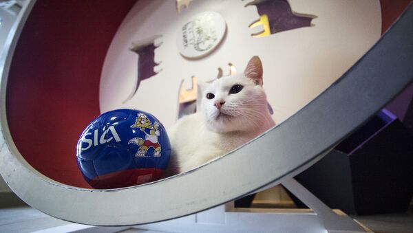 Эрмитажный кот Ахилл-оракул чемпионата мира по футболу 2018 - Sputnik Абхазия
