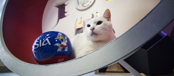 Эрмитажный кот Ахилл - оракул чемпионата мира по футболу - 2018 Эрмитажный кот Ахилл - оракул чемпионата мира по футболу - 2018 - Sputnik Абхазия