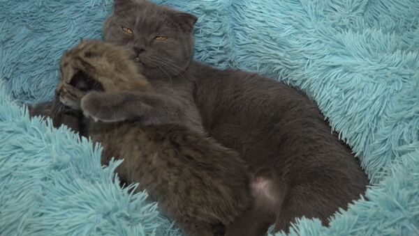 Кошка Моника из приморского зоопарка заменила мать новорожденной рыси - Sputnik Абхазия