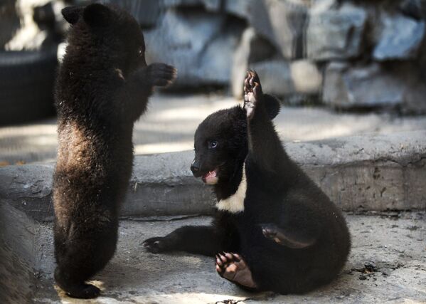 Гималайские медвежата в вольере Новосибирского зоопарка - Sputnik Абхазия