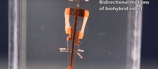 В Японии создали робота с живыми мышцами - Sputnik Абхазия