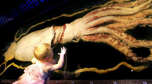 3-летняя девочка рядом с гигантским кальмаром, представленном на выставке морских жителей в музее Мельбурна - Sputnik Абхазия
