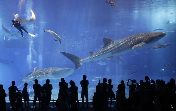 Посетители наблюдают за китовыми акулами в аквариуме Тюрауми на острове Окинава, Япония - Sputnik Абхазия