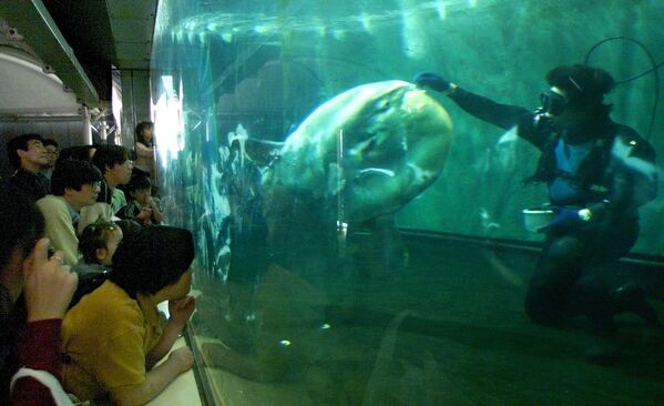 Кормление обыкновенной луны-рыбы в аквариуме в Японии - Sputnik Абхазия