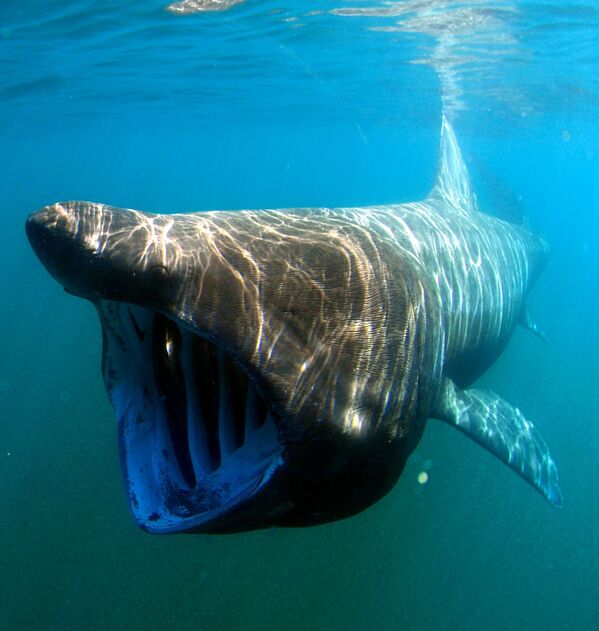 Гигантская акула - Sputnik Абхазия