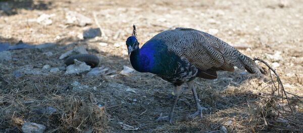 Павлины Далилы Абласкир Павлины Далилы Абласкир - Sputnik Абхазия