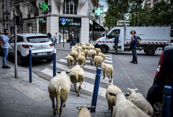 Фермер со стадом овец в пригороде Парижа - Sputnik Абхазия