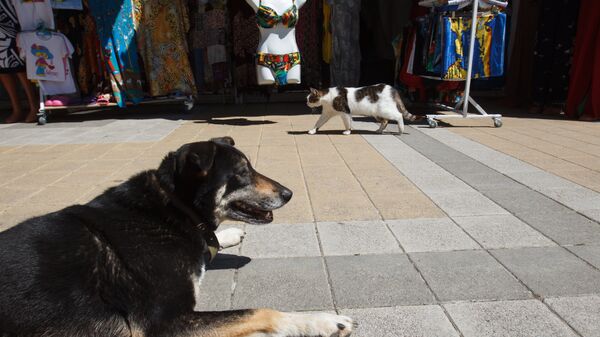 Собака и кошка на набережной в Сочи - Sputnik Абхазия