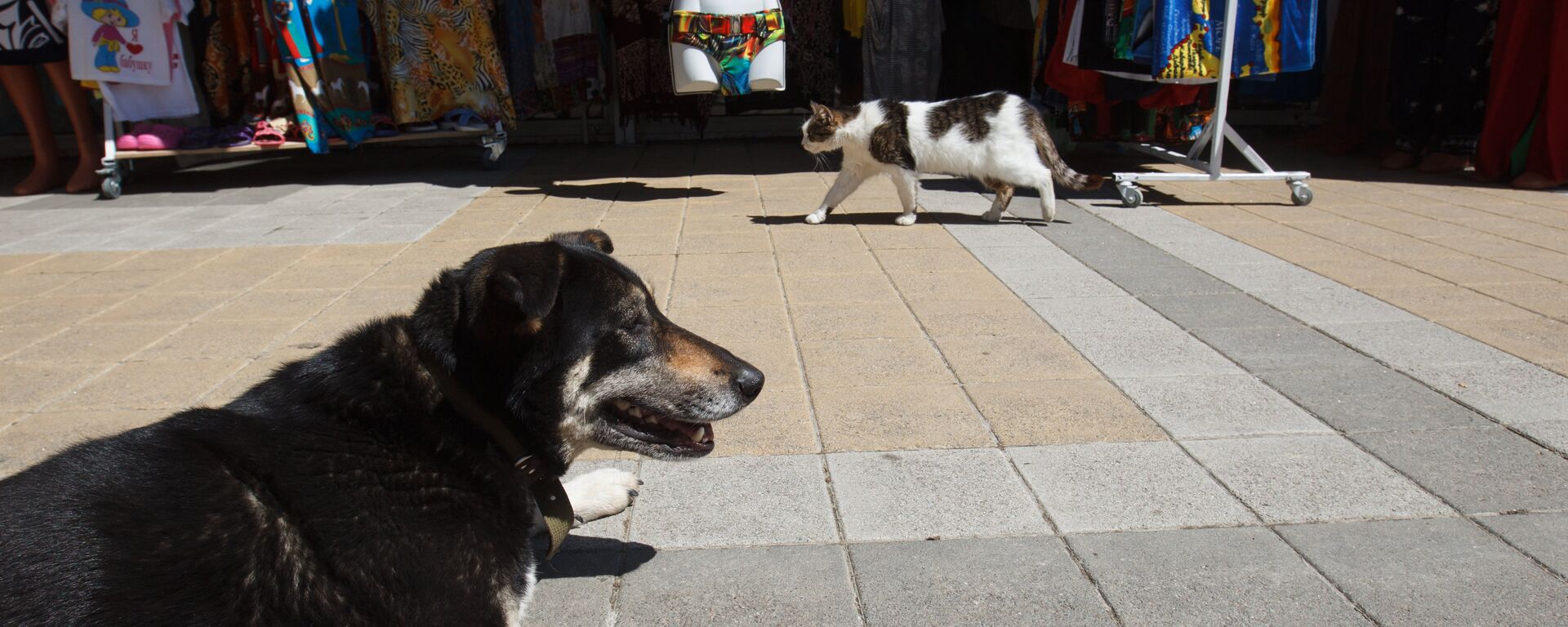 Собака и кошка на набережной в Сочи - Sputnik Аҧсны, 1920, 19.05.2020