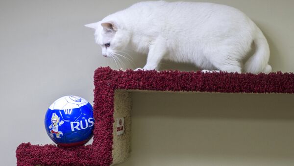 Эрмитажный кот Ахилл-оракул чемпионата мира по футболу 2018 - Sputnik Абхазия