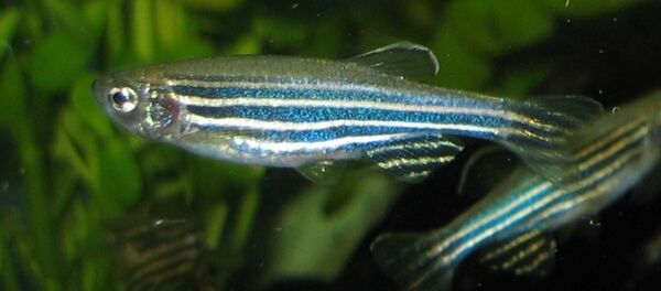 Danio rerio - Sputnik Абхазия