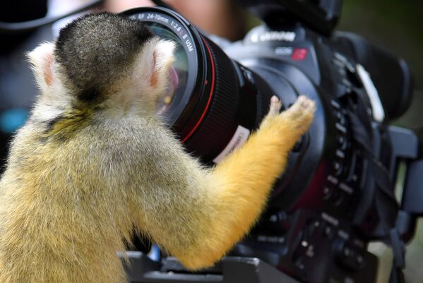 Боливийский саймири смотрит в объектив камеры в лондонском зоопарке, Великобритания - Sputnik Абхазия