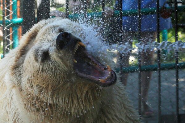 Белого медведя поливают водой для охлаждения в красноярском зоопарке Роев ручей - Sputnik Абхазия