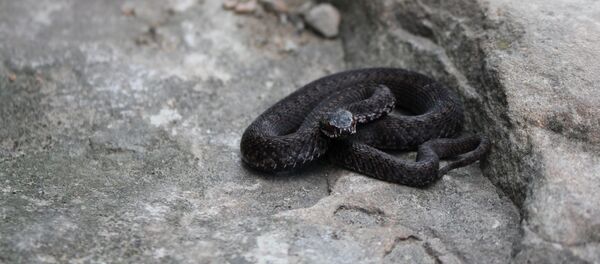 Гадюка Гадюка - Sputnik Абхазия