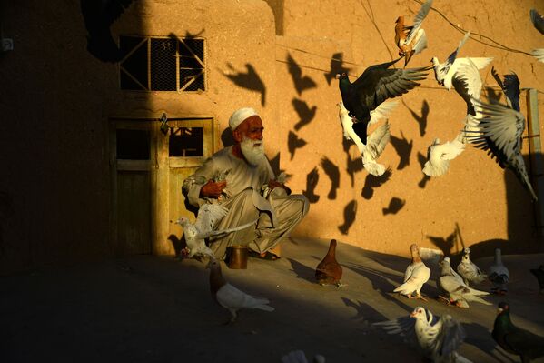 70-летний разводчик голубей Абдул Гани кормит питомцев на крыше своего дома в афганском городе Герат - Sputnik Абхазия