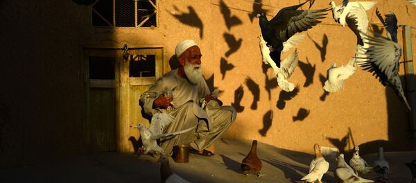 70-летний разводчик голубей Абдул Гани кормит питомцев на крыше своего дома в афганском городе Герат 70-летний разводчик голубей Абдул Гани кормит питомцев на крыше своего дома в афганском городе Герат - Sputnik Абхазия