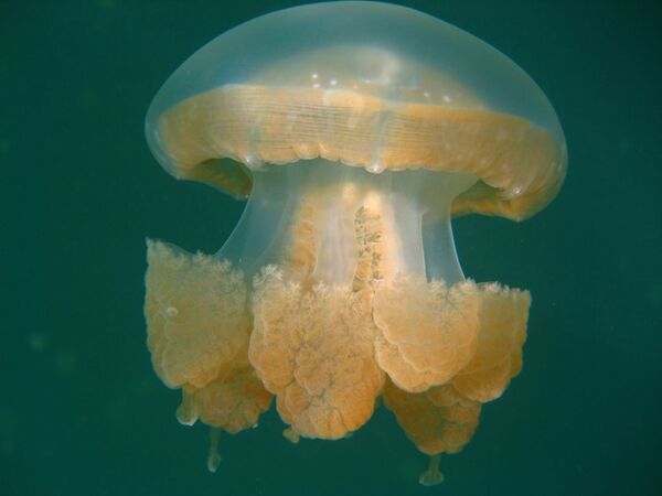 Медуза в озере медуз на Палау - Sputnik Абхазия