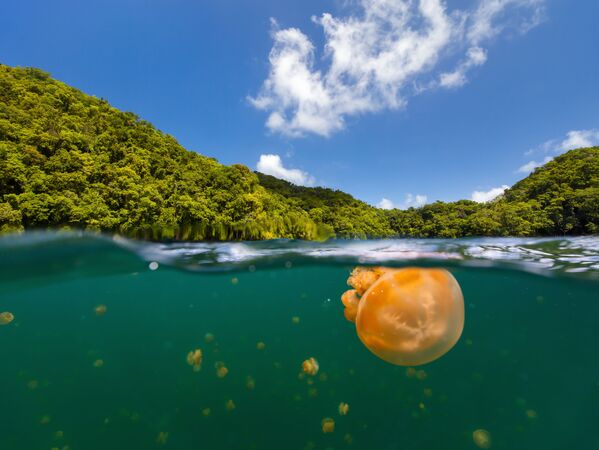 Озеро медуз на Палау - Sputnik Абхазия