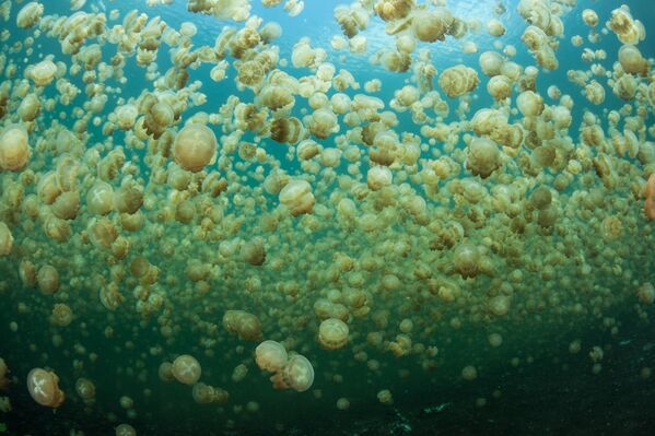 Миллионы медуз в толще воды морского озера в Республике Палау - Sputnik Абхазия