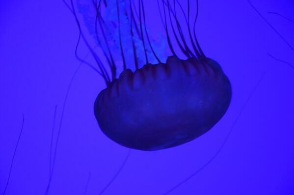 Медуза в толще воды - Sputnik Абхазия