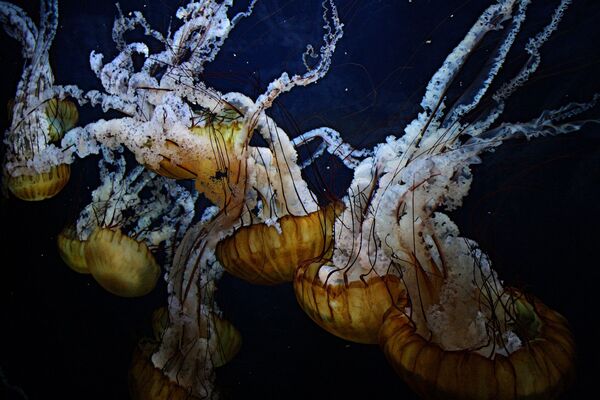 Медузы в толще воды - Sputnik Абхазия