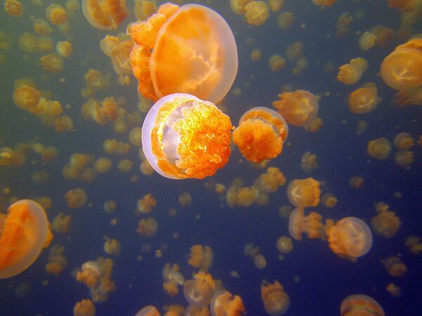 Подводные обитатели озера медуз на Палау - Sputnik Абхазия