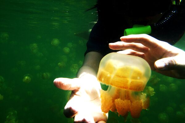Подводное плавание в озере медуз на Палау - Sputnik Абхазия