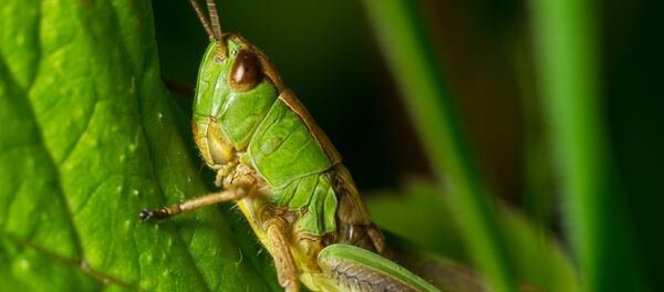 Зеленый кузнечик Зеленый кузнечик - Sputnik Абхазия