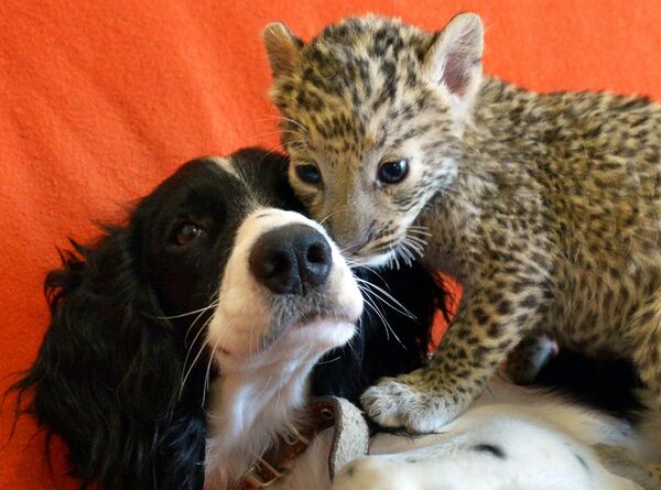 Кокер-спаниель Шери и детеныш леопарда Стеффани, которую она взяла на воспитание - Sputnik Абхазия