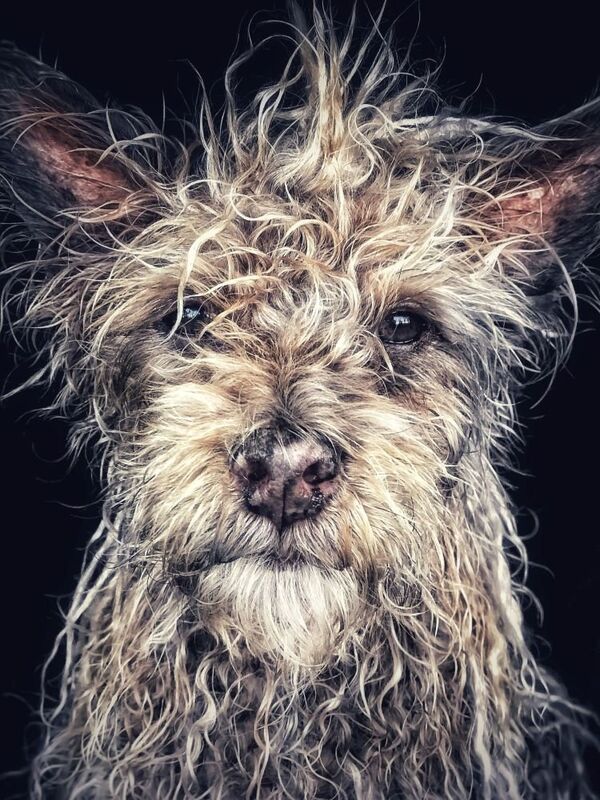 Работа фотографа Robin Robertis “Django” Old man baby dog, занявшая первое место в номинации Животные в фотоконкурсе 2018 iPhone Photography Awards. - Sputnik Абхазия