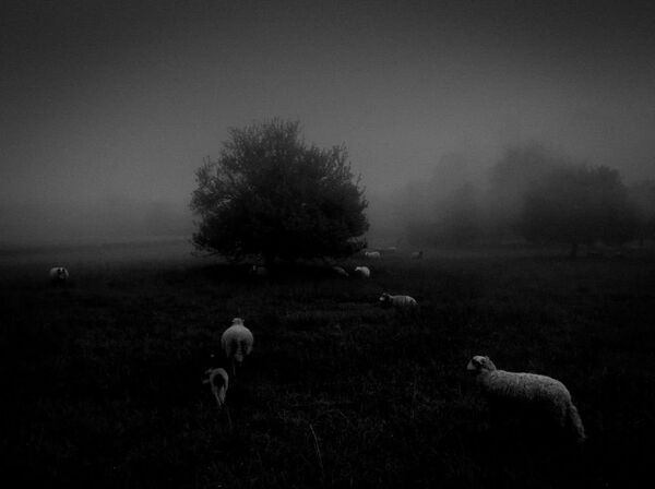 Работа фотографа Sukru Mehmet Omur Morning Fog, занявшая первое место в номинации Природа фотоконкурса 2018 iPhone Photography Awards. - Sputnik Абхазия