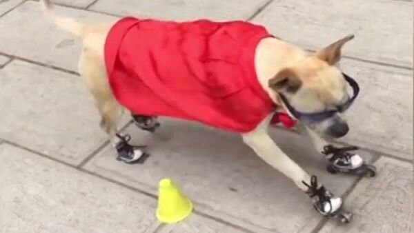 Лапы спорту не помеха - змейка в исполнении пса-роллера - Sputnik Абхазия