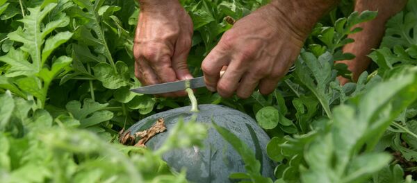 Сбор арбузов и дыни в Адзюбже - Sputnik Абхазия